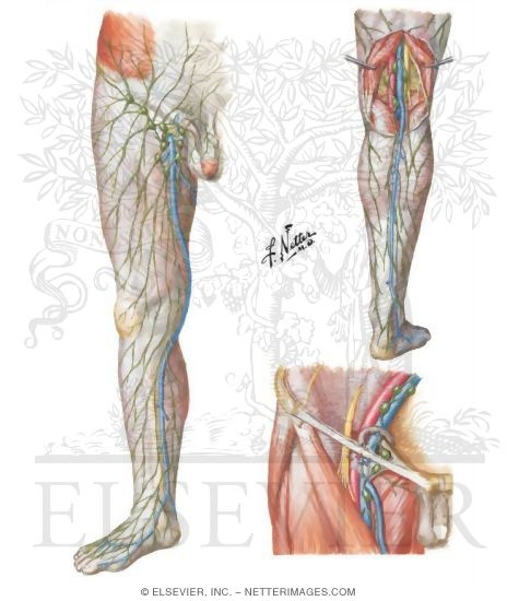 Lymph Vessels and Nodes of Lower Limb