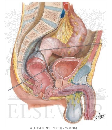Sagittal Section of Fascial Planes