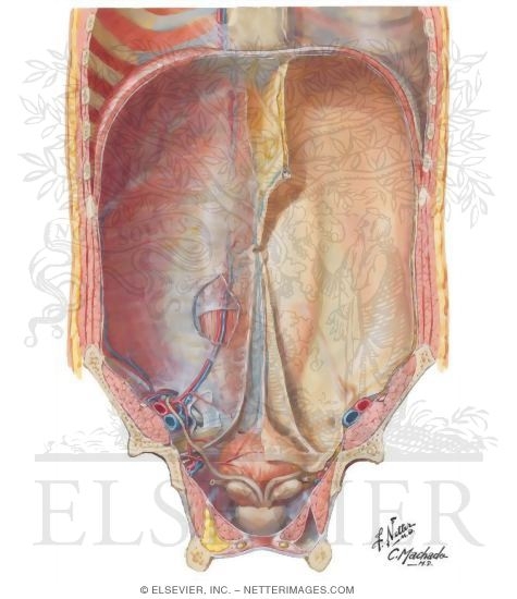 Anterior Abdominal Wall: Internal View
Anterolateral Abdominal Wall