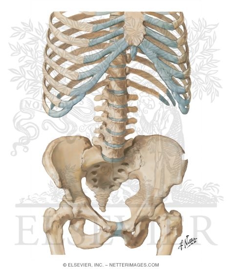 Bony Framework of Abdomen
Bony Framework of Abdominopelvic Cavity
Landmarks and Other Structures