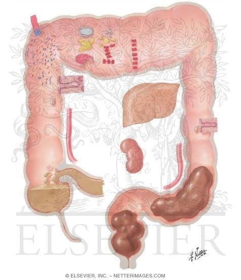 Secretory, Digestive and Absorptive Functions of Small and Large Intestine - Secretion
Secretory, Digestive and Absorptive Functions