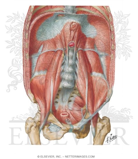 Internal best sale abdominal muscles