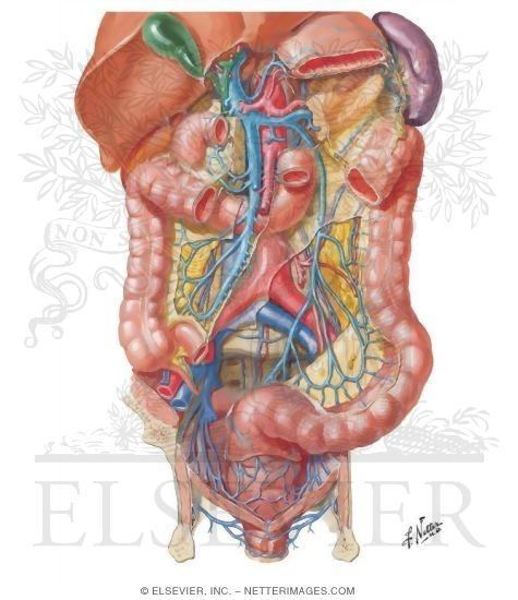 Watermarked preview of unlabeled image: Veins of Large Intestine
Venous Drainage of Small and Large Intestine