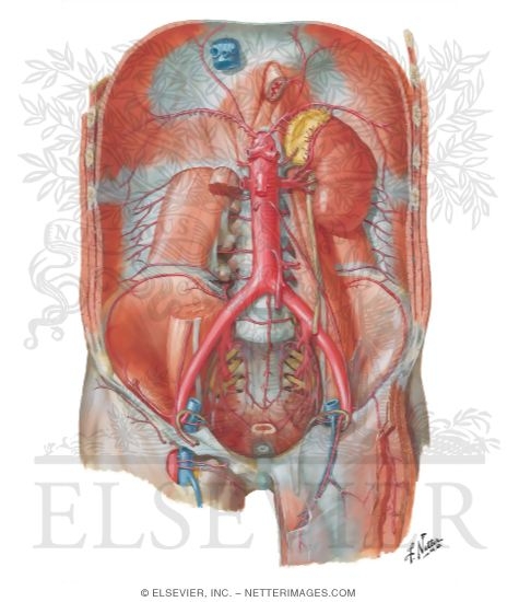 Arteries of Posterior Abdominal Wall
Blood Supply of the Abdomen
