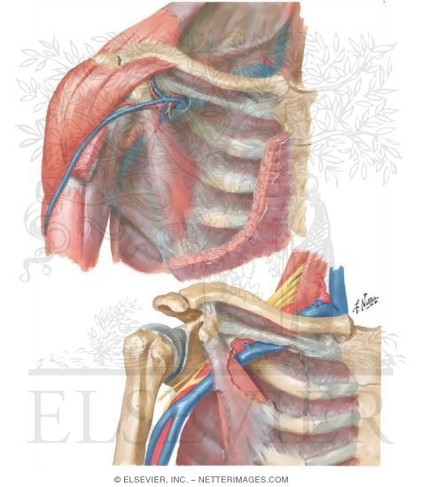 Watermarked preview of unlabeled image: Fascial Sheaths of the Cervicothoracic Region
Neurovascular Compression Syndromes of the Upper Extremity