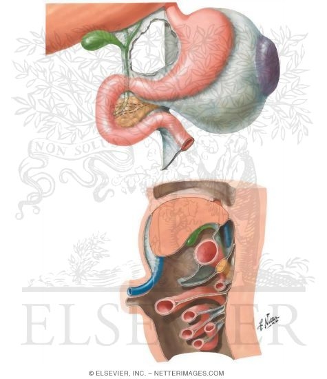 Watermarked preview of unlabeled image: Relationships of Stomach at 2 Months; Sagittal Section at 2 to 3 Months