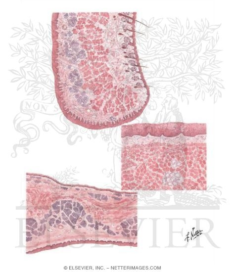Histology of Mouth and Pharynx