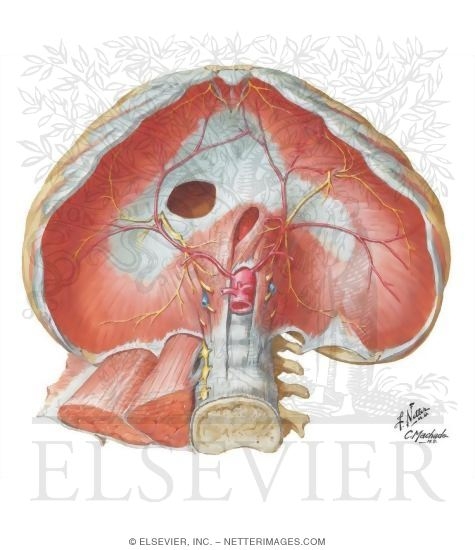 Diaphragm: Abdominal Surface