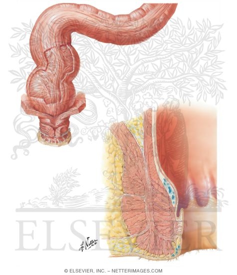 Watermarked preview of unlabeled image: Anorectal Musculature