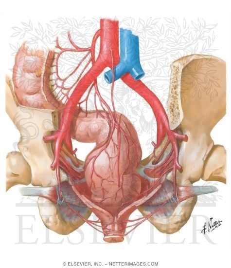 Arteries of Rectum and Anal Canal
Blood Supply of Small and Large Intestine