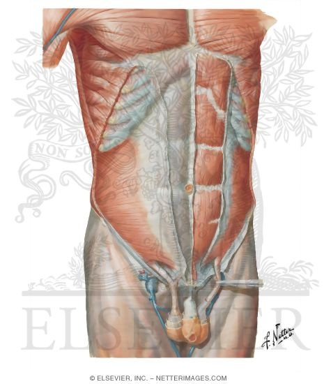 Anterior Abdominal Wall: Intermediate Dissection
Anterolateral Abdominal Wall