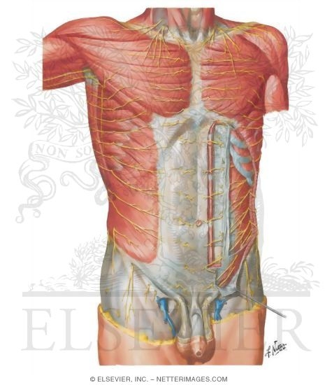 Innervation of Abdomen and of Perineum
Nerves of Anterior Abdominal Wall