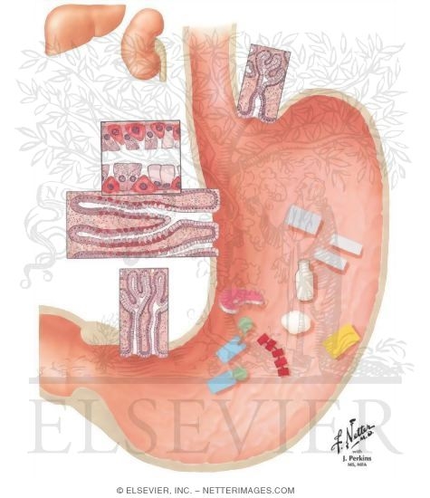 Watermarked preview of unlabeled image: Digestive Activity of Stomach