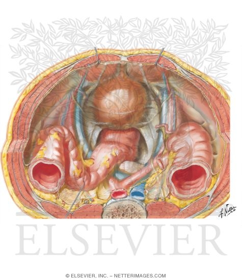 Pelvic Contents: Male