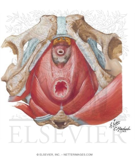 Anorectal Musculature
Pelvic Diaphragm: Male
The Levator Ani Muscle