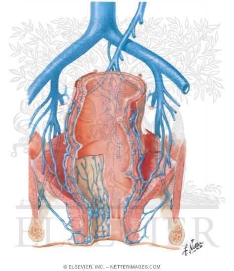 Veins of Rectum and Anal Canal
Venous Drainage of Small and Large Intestine