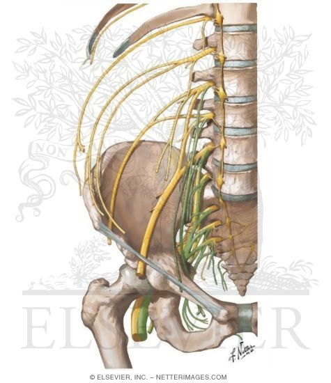 Division of the Lumbosacral Plexus