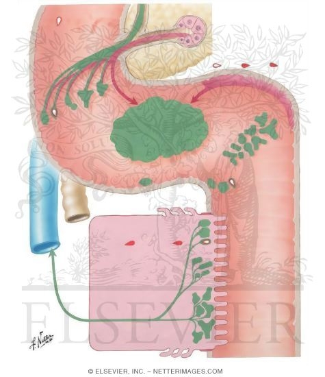 Watermarked preview of unlabeled image: Gastrointestional Absorption of Cholesterol and Triglycerides