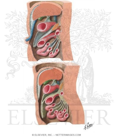 Watermarked preview of unlabeled image: Sagittal Sections at 3 to 4 Months Compared With Adult