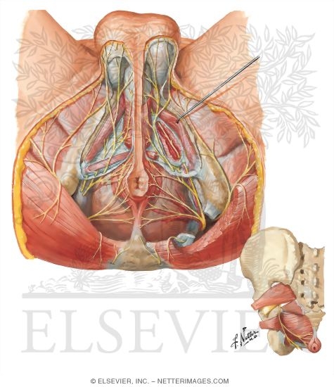 Innervation Of Abdomen And Of Perineum Superficial and deep peroneal nerves. innervation of abdomen and of perineum