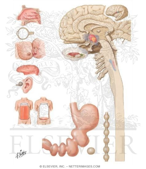 Watermarked preview of unlabeled image: Neural Control of Appetite and Hunger
Hunger and Appetite