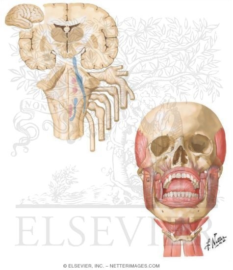 Mastication