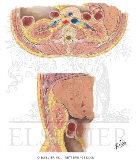 Renal Fascia