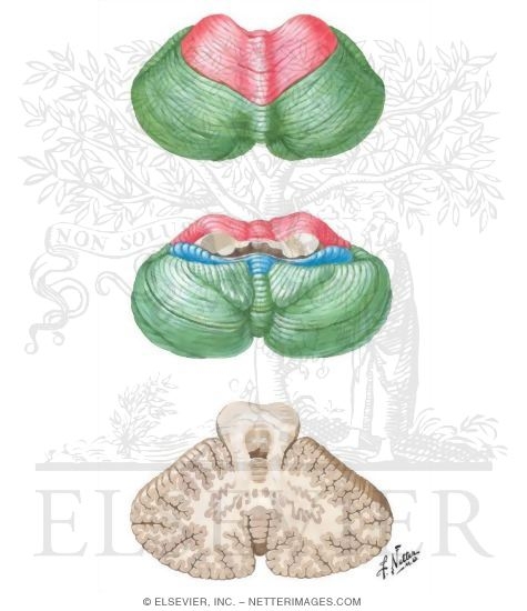 Cerebellum