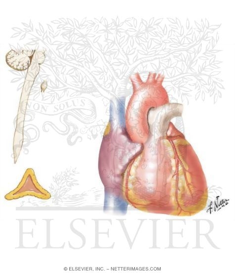 Watermarked preview of unlabeled image: Mechanism of Cardiac Adjustment to Body-Perfusion Requirements