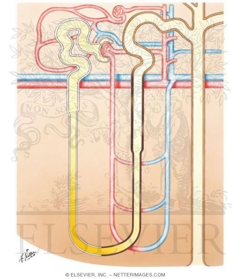 Water, Ion, and Urea Exchange in Production of Hypotonic Urine (ADH Absent)