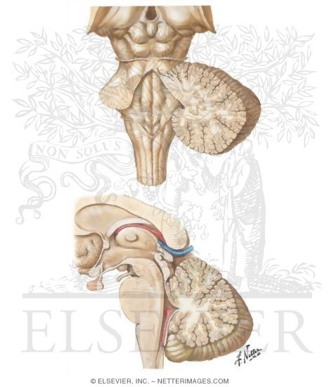 Fourth Ventricle and Cerebellum