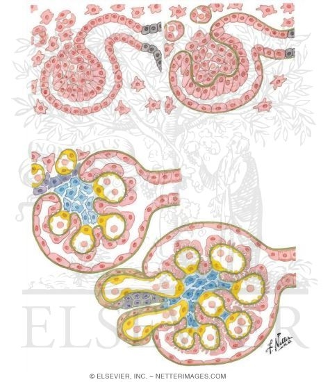 Watermarked preview of unlabeled image: Development of Metanephros