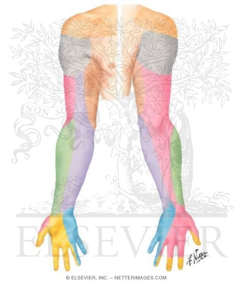 Cutaneous Innervation of the Upper Limb 