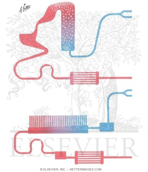 Watermarked preview of unlabeled image: Extracorporeal Circulation
