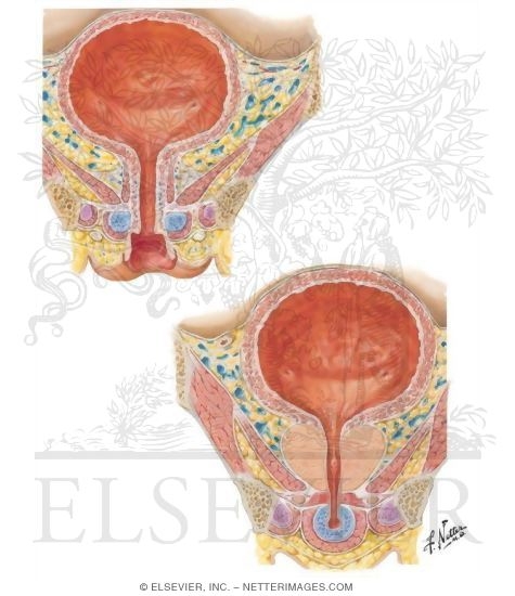 Urinary Bladder: Female and Male