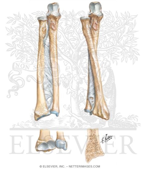 Bones of Forearm
