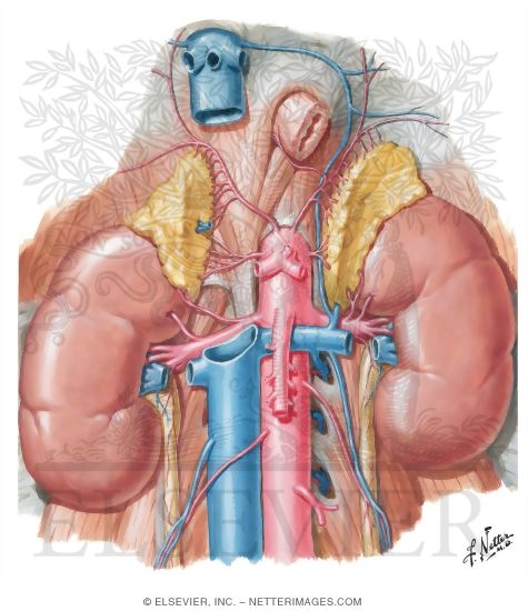 Renal Artery and Vein In Situ Renal Vasculature
