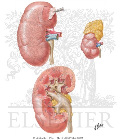 Gross Structure of Kidney