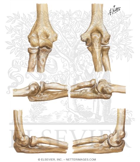 elbow anatomy