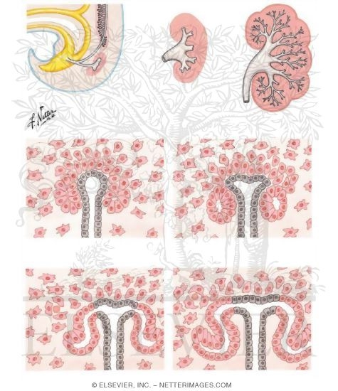 Development of Metanephros