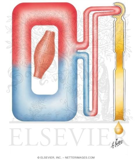 Watermarked preview of unlabeled image: Creatinine Clearance