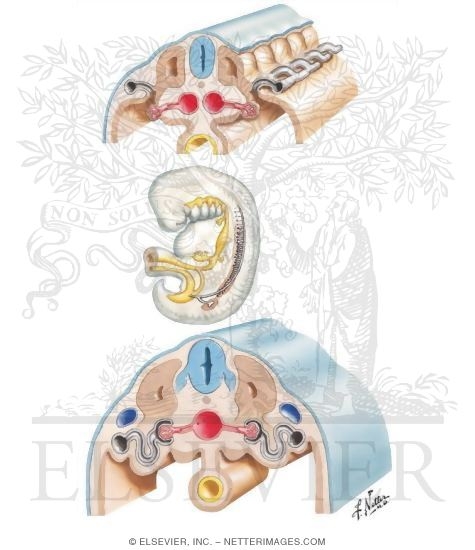 Development of Pronephros and Mesonephros