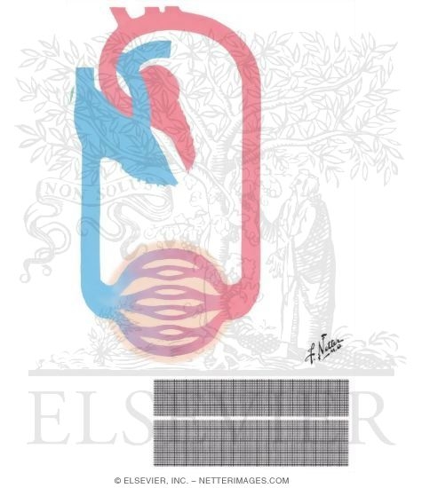 Watermarked preview of unlabeled image: The Hyperthyroid Heart