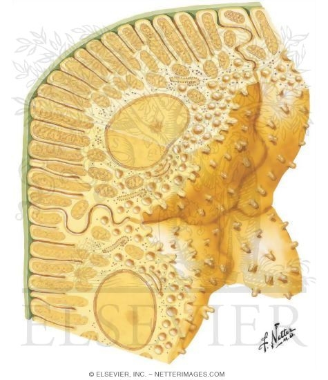 Stereogram of Distal Segment Cells of Renal Tubule
