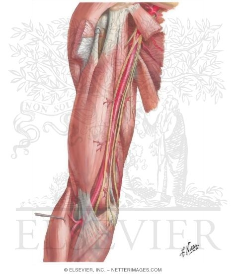 Brachial Artery In Situ