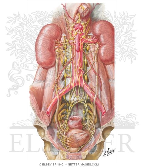 Innervation of Kidneys, Ureters and Bladder
Nerves of Kidneys, Ureters and Urinary Bladder