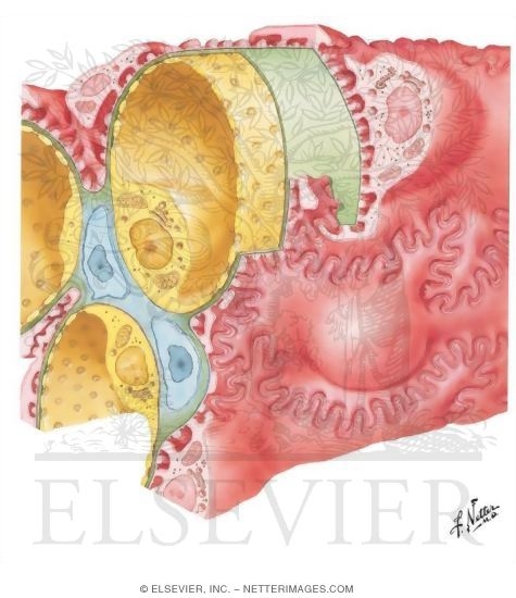 Fine Structure of Renal Corpuscle