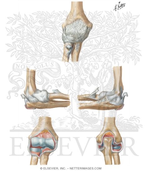 Ligaments Of Elbow Ligaments Of The Right Elbow Joint The three main ones on the outside part of your ankle are the anterior talofibular. ligaments of elbow ligaments of the