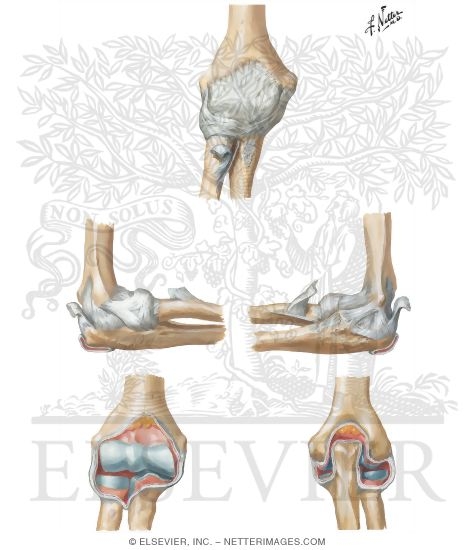 Ligaments of Elbow
Ligaments of the Right Elbow Joint