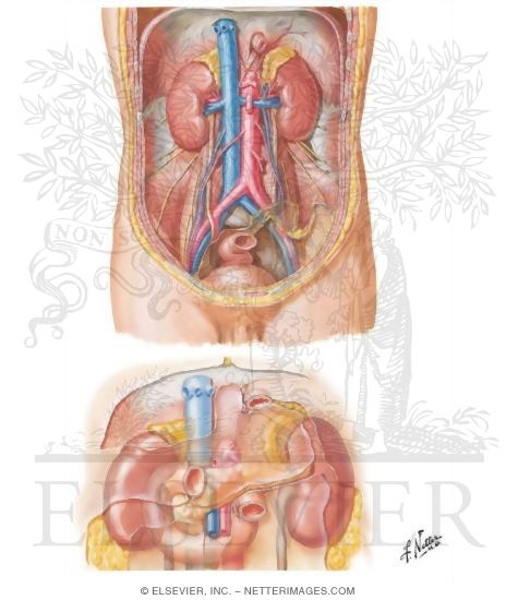 Anatomic Relations of the Kidney
Kidneys In Situ: Anterior Views